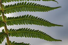 Image result for Christella gueinziana