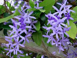 Image result for Petrea