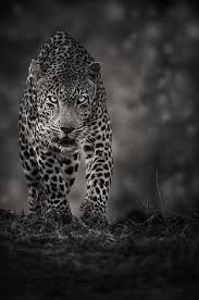 Black And White African Animal Photography Black And White Wallpapers