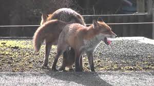 Maybe you would like to learn more about one of these? Hot Animal Mating Crazy Videos Funny Video 2014 Part42 Youtube