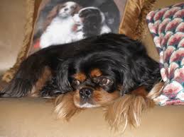 Black And Tan Cavalier King Charles Spaniel Puppies For Sale Near Me Cavalier King Charles Spaniel Black Tan The Top Ten Questions To Ask A Caval Cavalier King Charles Dog King Charles Dog King Charles Cavalier Spaniel Puppy
