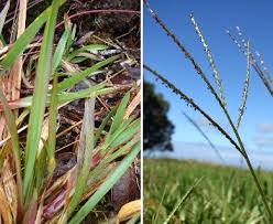 Image result for Axonopus