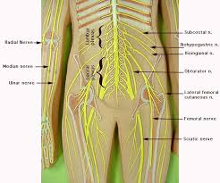 Pin By Amiee Deluca On Anatomy Physiology Spinal Cord Anatomy Nerve Anatomy Nervous System Anatomy