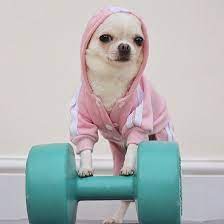 Dressed Up In My New Athletic Wear Went To The Gym Took A Picture And Left Aww Cute Animals Cats Dogs Funny Chihuahua Pictures Puppies Cute Chihuahua