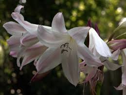 Image result for Crinum harmsii