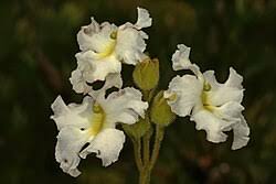 Image result for Harveya alectroides