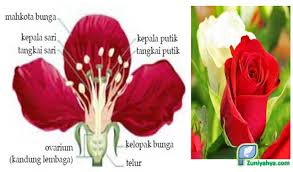 Bunga memiliki fungsi untuk melakukan penyerbukan pada tanaman untuk membantu proses pembuahan. Perbedaan Bunga Sempurna Dan Bunga Tidak Sempurna Disertai Gambar