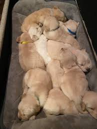 Golden retriever puppies colorado akc. Akc Golden Retrievers Home Facebook