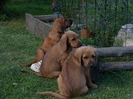 Image result for štýrský brakýř