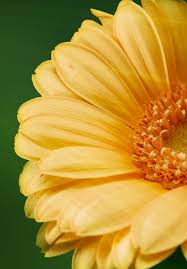 Wakefield flowers delivered by interflora florists are spectacular; Next Day Flowers Online Free 24hr Delivery To Wakefield