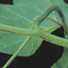 Image result for Lagenaria rufa