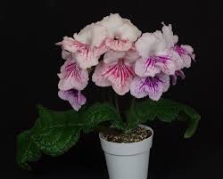 Image result for Streptocarpus montis-bingae