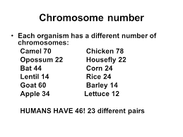 Sexually reproducing species have somatic cells (body cells), which are diploid 2n having two sets. Cell Cycle And Cell Division Ppt Video Online Download