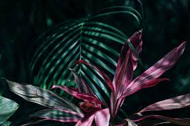 Great fake tropical florals for decoration & special events. Best Tropical Plants You Can Use To Create A Nice Exotic Garden In The Uk London Property News Londonlovesproperty Com