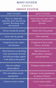 Difference Between Root System And Shoot System Pediaa Com Mcat Study Brain Facts Medical Studies