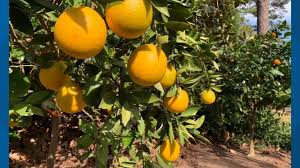Hall's hardy almond (prunus dulcis hall's hardy), which thrives in usda zones 5 through 8, is a variety suitable for all of north carolina's growing zones. How To Grow Citrus Outdoors In South Carolina Wltx Com