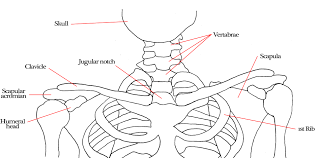 It's a long, thin bone that curves outward at the middle of your body and curves inward on the end where it goes to the shoulder. Neck Shoulder Bones Jessica Schueler