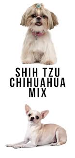 The shih tzu is an independent dog which is intelligent, dignified, lovable, affectionate, sociable, and cheerful. Shih Tzu Chihuahua Mix Is This The Perfect Cross For You