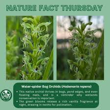 Image result for Habenaria schimperiana