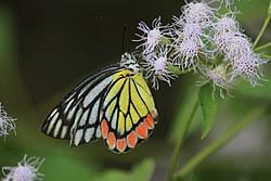 Image result for Mikania cordata