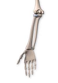 The 6 Types Of Joints Human Anatomy Drawing Anatomy Drawing Arm Anatomy