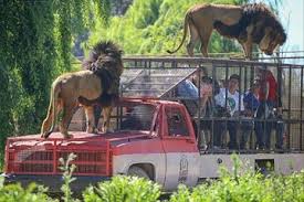 Parque safari logo png is a totally free png image with transparent background and its resolution is 3000x3000. Chile Safari Park Parque Safari Chile Santiago Tickets Tours Book Now