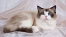 The Bicolor Ragdoll Cat | Ragdoll Cat Colors and Patterns
