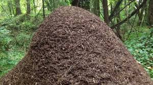 Simply raking out the hills will scatter the population and reduce hardened mounds from occurring. Thatching Ants How To Get Rid Of Thatch Ants Pest Samurai