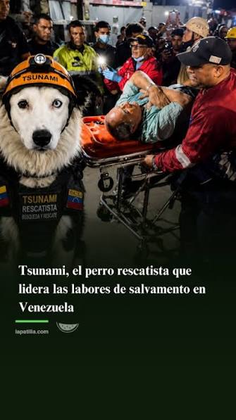 Tsunami rescue dog alternate two