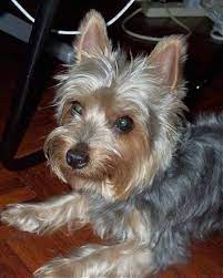 It can be many colors including grey, black, white, and apricot. Silky Terrier Dog Breed Information And Pictures