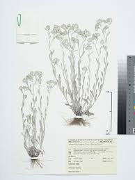 Image result for Vellereophyton dealbatum