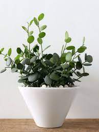 Maybe you would like to learn more about one of these? Xerosicyos Danguyi Silver Dollar Vine World Of Succulents Plants Silver Dollar Plant Dollar Plant