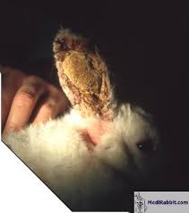 Image result for scabies rabbits ears