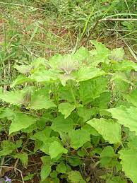 Tunica tree stumps (eupatorium tunica tree odoratum ) also known as pokok daun kapal terbang.it belongs to the group of weeds. Pokok Selaput Tunggul Wikipedia Bahasa Melayu Ensiklopedia Bebas