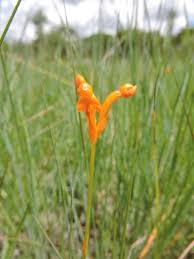 Image result for Platycoryne crocea