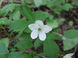 Maybe you would like to learn more about one of these? A Guide To Native Plants In North Carolina Our State
