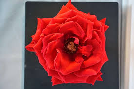 Floral departments inside grocery stores or other stores may stay open longer. Botanica Wholesale Florist 3208 International Pl Irving Tx 75062 Usa