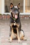 WELCOME TO SHENANDOAH SHEPHERD RESCUE!