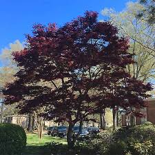 Check spelling or type a new query. Acer Palmatum Bloodgood Japanese Maple Tidewater Trees