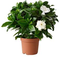 34 Poisonous Houseplants For Dogs And Cats Gardenia Plant Perfect Plants Plants
