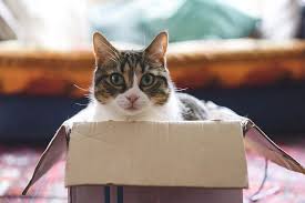 Describing a cat is made easy by reading these sentences and paragraphs. Hilarious French Idioms Using The French Word Chat