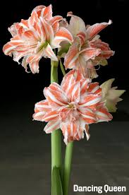 Cualquier variedad o bulbo en $300 pesos envío desde Playa Vicente Veracruz