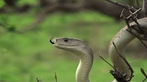 Plants that attract potential snake food such as lizards and that provide shade for snakes to cool themselves are also appealing, according to the lady bird johnson wildflower center. 5 Tips To Attract Snakes To Your Yard Southern Living Youtube