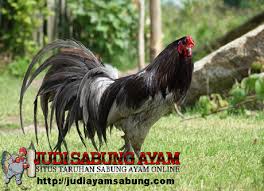Ayam Sumatera Ayam Aduan Super Dari Andalas Ayam Ayam Jantan Betet