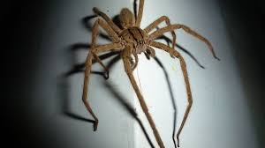 Angst Vor Spinnen Woher Kommt Die Phobie Focus De