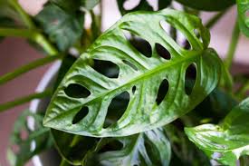 Monstera adansonii, the adanson's monstera, swiss cheese plant, or five holes plant, is a species of flowering plant from family araceae which is widespread across much of south america and central america. Monstera Adansonii Care Indoor Plant Center