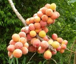 Image result for Landolphia incerta