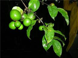 Image result for Strychnos henningsii