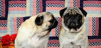 Pug puppies for saleselect a breed. Breeder Directory Pug Dog Club Of America