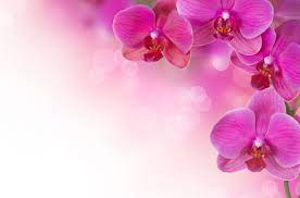 Pink Orchid Wallpaper 1080p Desktop Wallpaper Box Pink Flowers Wallpaper Orchid Wallpaper Flower Images Wallpapers